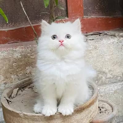 Persian female kitten for sale all Pakistan delivery available