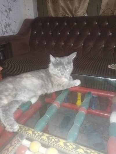 Persian female cat