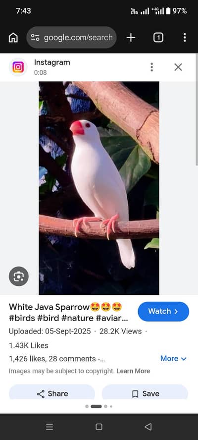 java white age 6 to 7 months