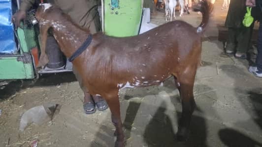 qurbani ka  bakra for sale location Lahore thokr.