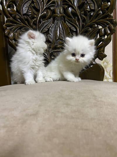 kittens