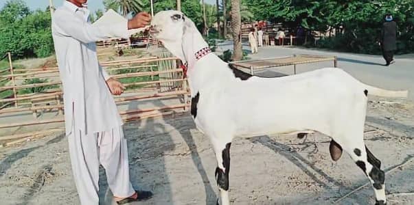 do dant Bakra for sale 03033477978