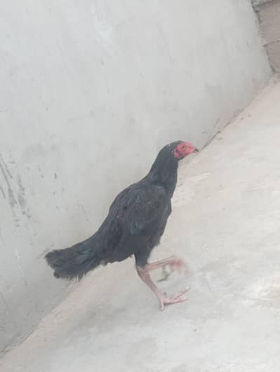 aseel ptha for sale