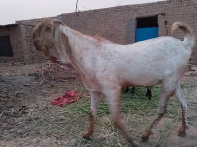 bakra for sale in bahawalpur punjab