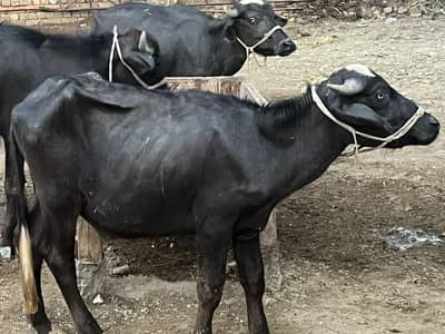 3 Buffalo
