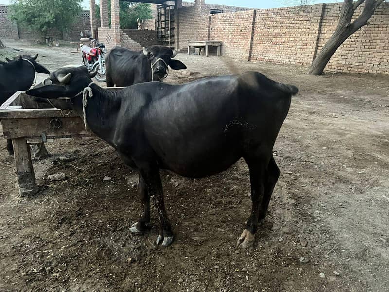 3 Buffalo 1