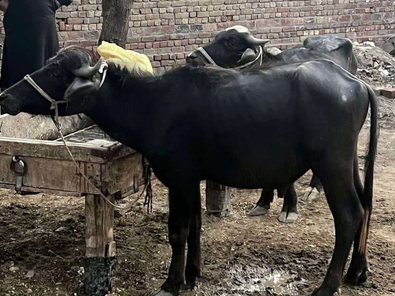3 Buffalo 2