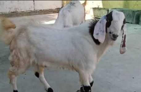 Desi Bakri beetal naar mada ka jora