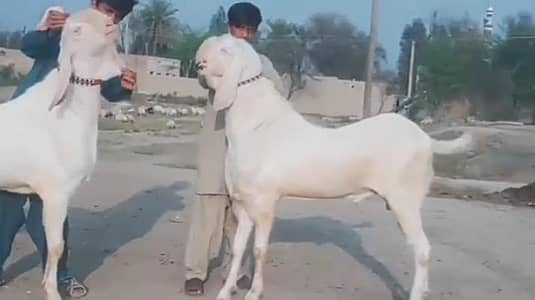 desi bakre for sale WhatsApp number 0307=2594=823