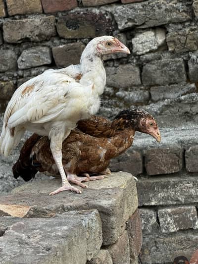 Aseel Chiks