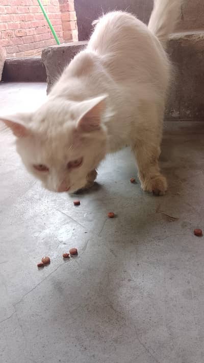 cat male Persian