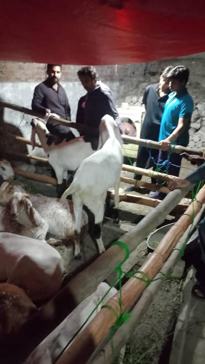 qurbani ka lia bakry available Lahore
