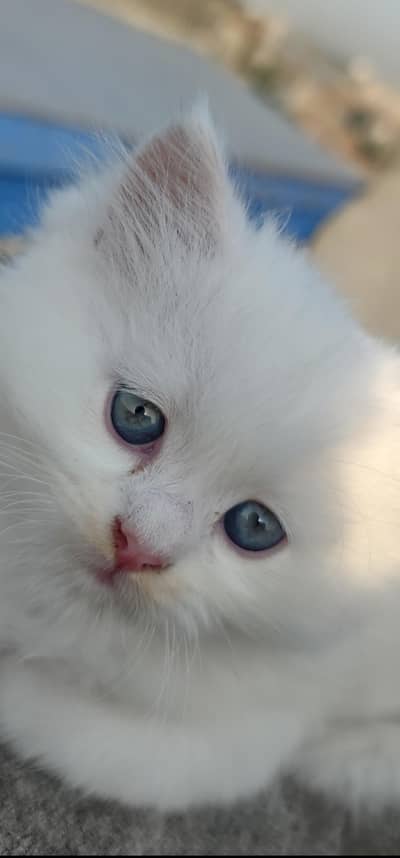 Persian cat white color  Whatsapp pr rapta kra 03288089665