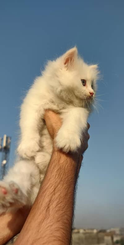 Persian cat white color  Whatsapp pr rapta kra 03288089665