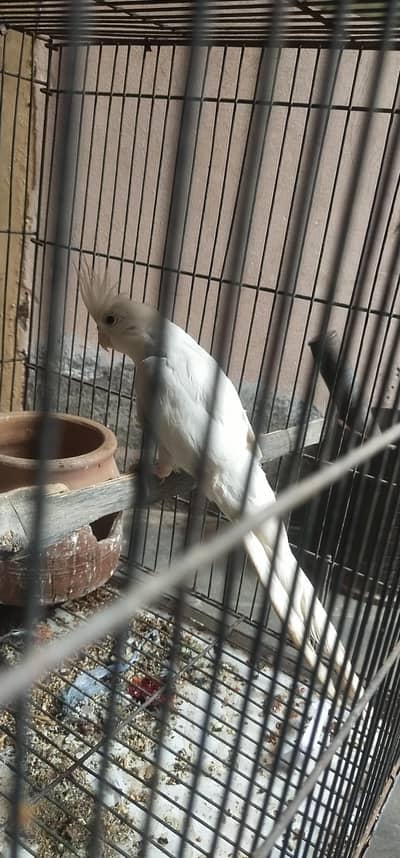 cockatiel white with red eyes beautiful birds ready for breeding