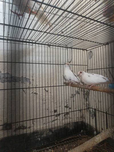 pied quality pair wash quality