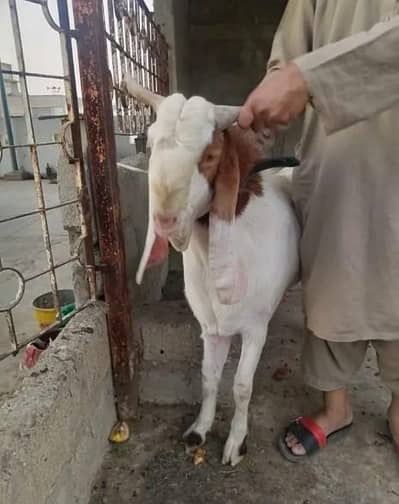 Bakra qurbani ke liye for sale. .