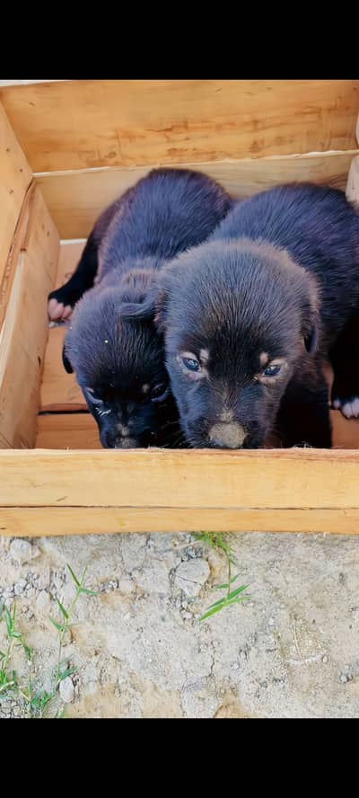 Labrador or guilter cross puppies pair for sale  male female