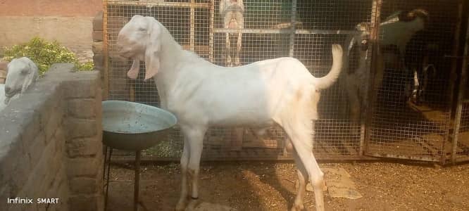 bakra for sale 0325=1342598