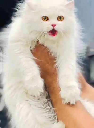 Persian female kitten for sale all Pakistan delivery available