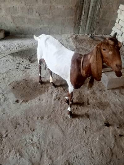 qurbani goat