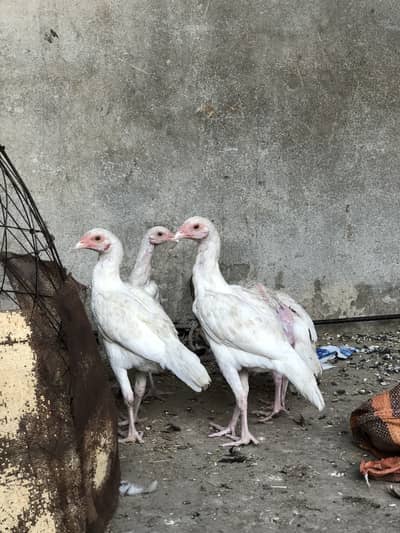 Hera Aseel chiks pure quality