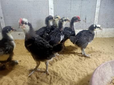 Australorp 1 month old
