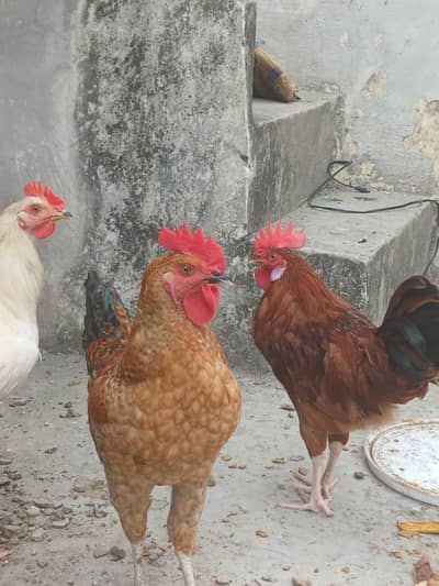 2 Male and 3 female Healthy and active hen murga murgian