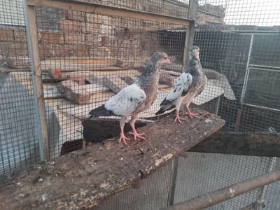 golden high fly pigeons 1000 per