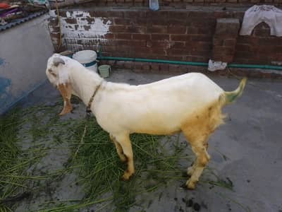 desi bakra for sale