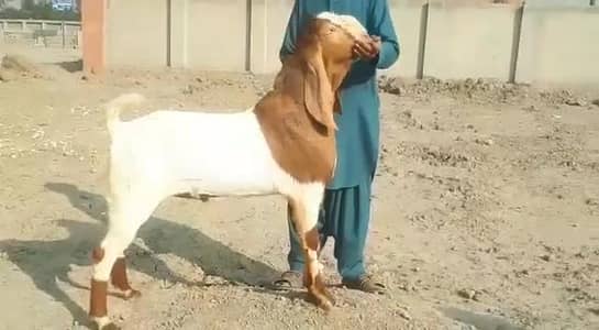gulabi Bakra for sale/0348-17-43-426