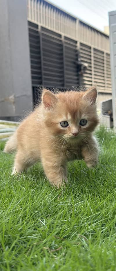 Persian Kittens