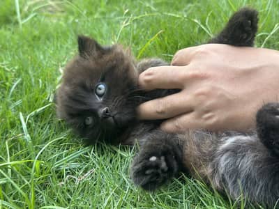 Persian Kittens