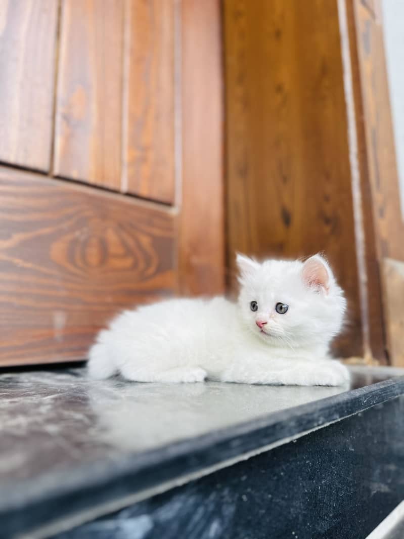 Persian Kittens 2