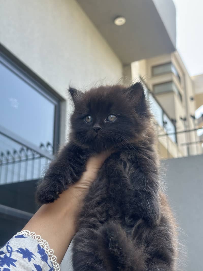 Persian Kittens 3