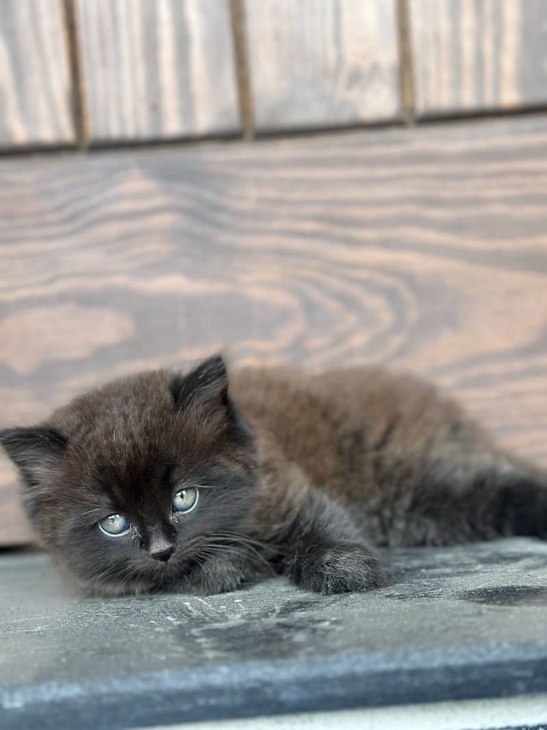 Persian Kittens 4