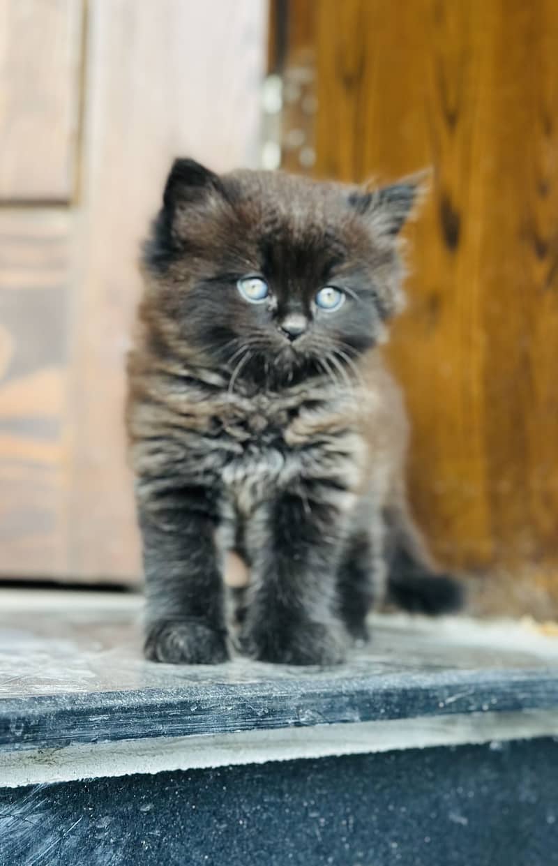 Persian Kittens 5