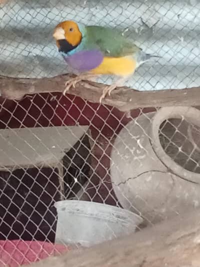 Goulding finch