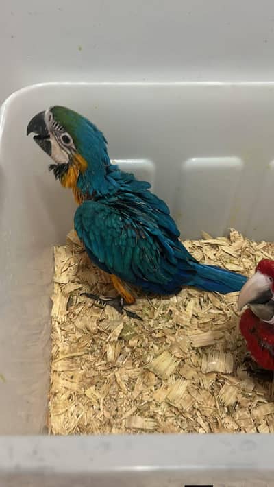 blue and gold macaw chicks for sale 03127413980