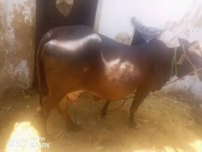 Qurbani ki gaay or 9 month ka bachra