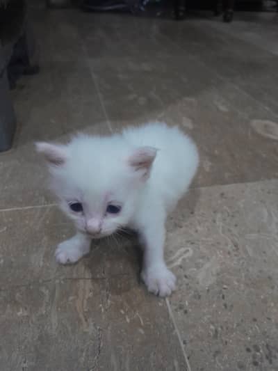 Persian kitten White, Brown and Grey Black .