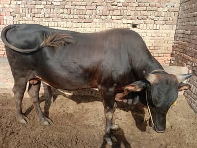qurbani ka janwar