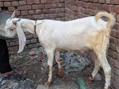 Bakra for sale