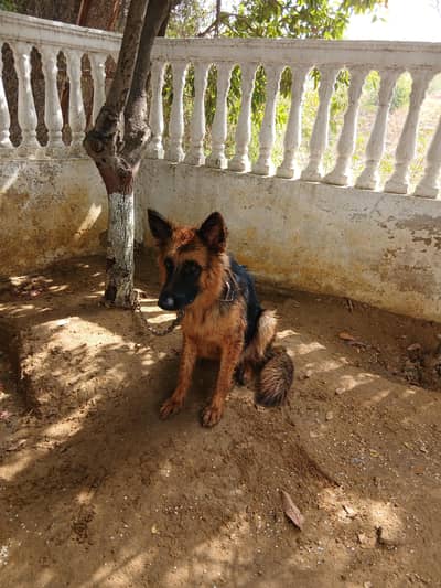 dog for sale German shepherd female