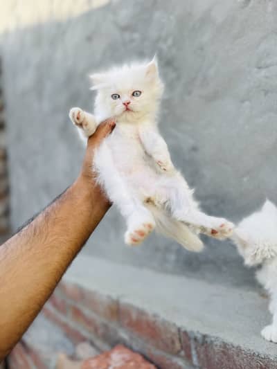 Triple coat blue eyes kittens pair 03280443175 sahiwal
