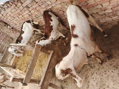 قربانی کے بکرے اور پٹھیں