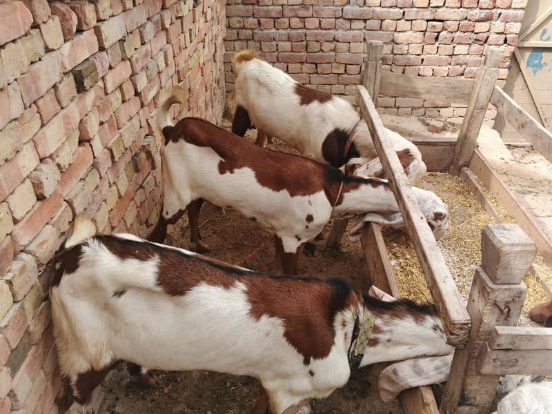 قربانی کے بکرے اور پٹھیں 1