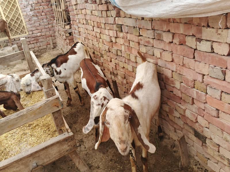 قربانی کے بکرے اور پٹھیں 2