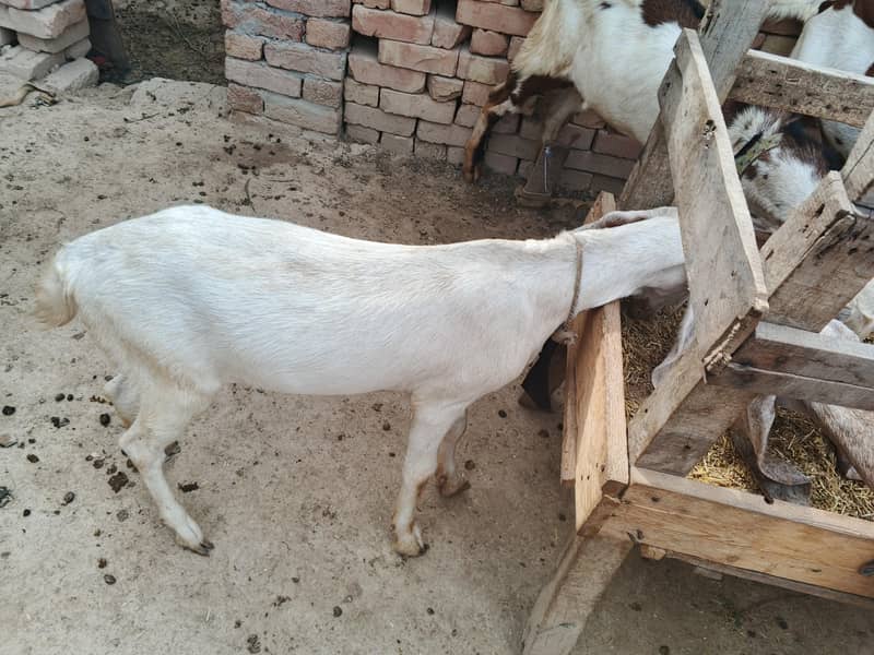 قربانی کے بکرے اور پٹھیں 3