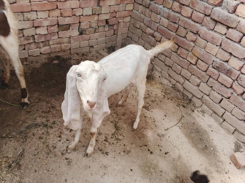 قربانی کے بکرے اور پٹھیں 4
